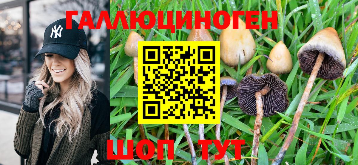 Галлюциногенные грибы Psilocybe Верхняя Пышма